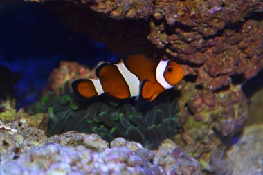 Anemone ile Clownfish