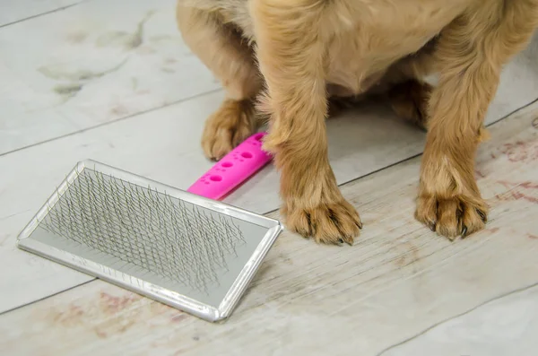 Yorkshire Terrier Hundepfoten Und Eine Steife Metallbürste Für Tiere Haustierbetreuung — Stockfoto