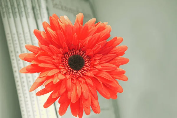 Artificial red gerbera flower on background of book shelf with books. Close-up of romantic home decor elements. Decoration with artificial flowers.