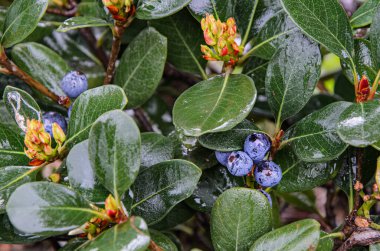 Yağmurdan sonra yapraklar, böğürtlenler ve çiçeklerin yakın çekimi. Ağacın ıslak yaprakları. Parktaki süs bitkilerinin üzerindeki böğürtlenler. Güzel doğal arkaplan, duvar kağıdı, ekran koruyucu.