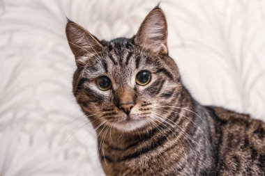 Kulaklarında püskülleri olan güzel bir tekir kedinin portresi. Kameraya bakıyorum. Sığınaktaki hayvanlar..