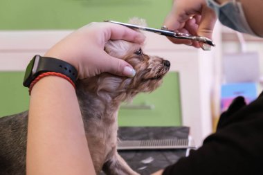 Kadın kuaför Yorkshire Teriyerinin küçük bir köpek cinsinin kafasını kesiyor. Saf köpek bakımı, bakım hizmetleri, evcil hayvan kılı bakımı. Köpek bakımı süreci.