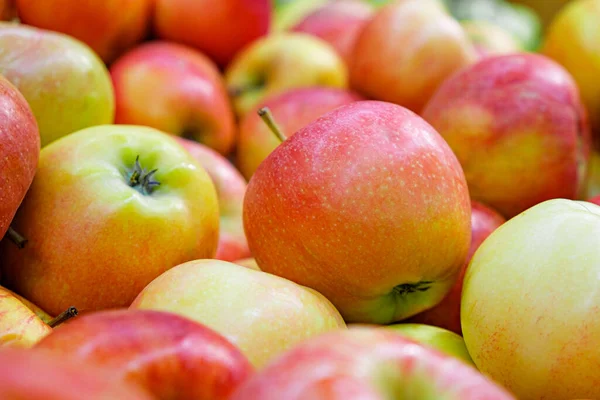 Rode Appels Van Jonagold Variëteit Teller Van Boerenmarkt Jonagold Appel — Stockfoto