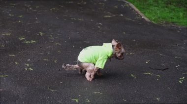 Açık yeşil ceketli küçük Yorkshire Terrier köpeği kaldırıma sıçıyor. Konut alanlarındaki evcil hayvanların dışkılarını temizleme sorunu. Köpek patikaya sıçıyor..