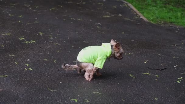 约克郡的小猎狗穿着浅绿色的夹克 在人行道上大便 在住宅区为宠物清理粪便的问题 那只狗在人行道上大便 — 图库视频影像