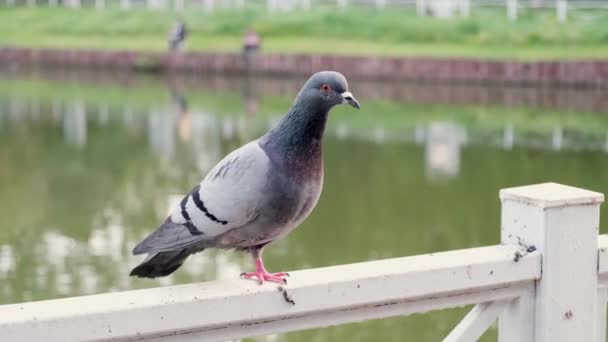 夏の日には 街の池の周りの金属製の柵に座っている鳩のクローズアップ 鳩は辺りを見回す 岩鳩は鳩の家族の広範な鳥です — ストック動画