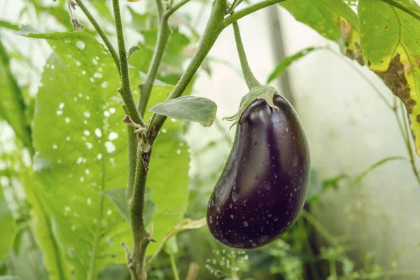 Primer Plano Berenjena Una Rama Cultivar Berenjenas Invernadero Una Pequeña — Foto de Stock