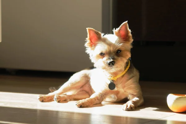 古いヨークシャー テリアの肖像画 小さな犬が朝の太陽の下でアパートの床に眠っています カメラには ペットの本当の感情を見て専用 ヨークシャーテリアオンクラシックヘアカット — ストック写真