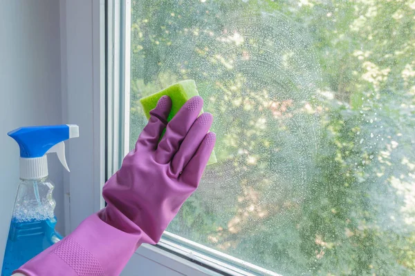 Woman\'s hand in a lilac rubber glove washes the window with a sponge and cleaning agent in a room. The concept of cleaning company services, window cleaning, housework. Space for text
