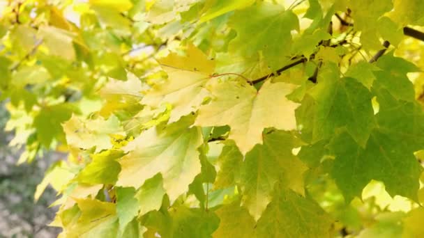 Sarı Akçaağaç Yapraklarının Yakın Çekimi Rüzgarda Sallanıyor Sarı Yaprakların Sonbahar — Stok video