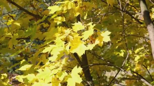 Żółty Klon Kołysze Się Wietrze Jesienny Film Żółtymi Liśćmi — Wideo stockowe