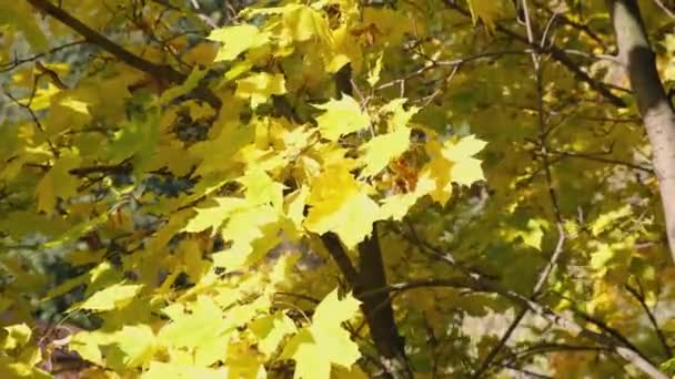 Les Feuilles Érable Jaune Balancent Dans Vent Vidéo Automne Feuilles — Video