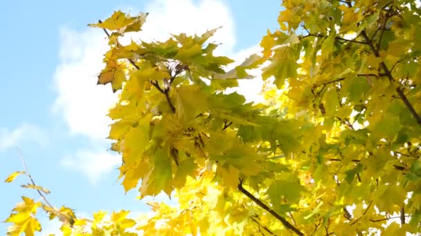 Желтые Кленовые Листья Раскачиваются Ветру Фоне Голубого Неба Плавающих Облаков — стоковое видео