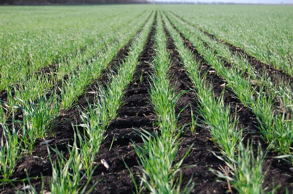 Vegetación de trigo de invierno — Foto de Stock