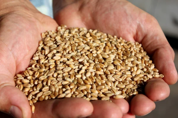 小麦籽粒 图库图片