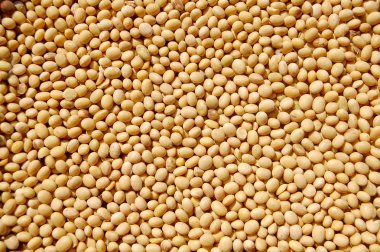 Soybeans grain clipart