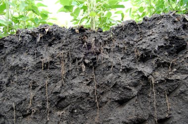 Soybeans roots