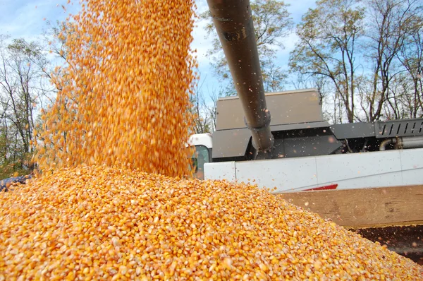 Corn downloading — Stock Photo, Image