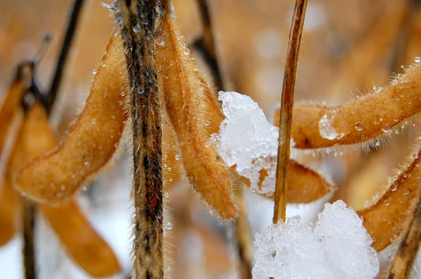 Соевые бобы и снег — стоковое фото