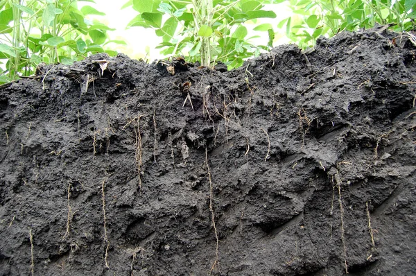 Soybeans roots — Stock Photo, Image