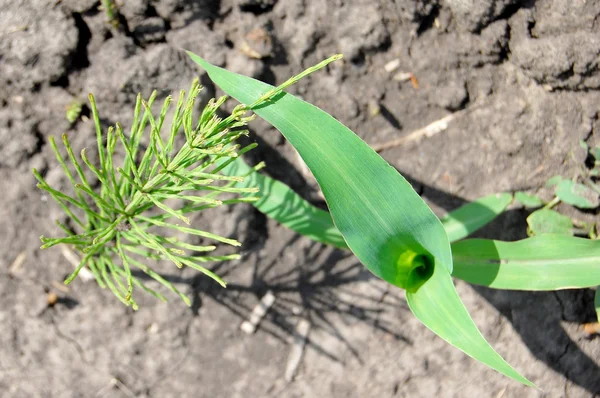 Corn and meadow pine — Stock Photo, Image