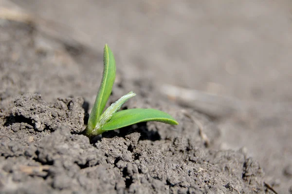 Soybean leaves — Stock Photo, Image