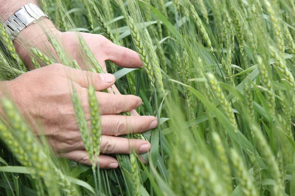 Manos de trigo y agrónomo — Foto de Stock