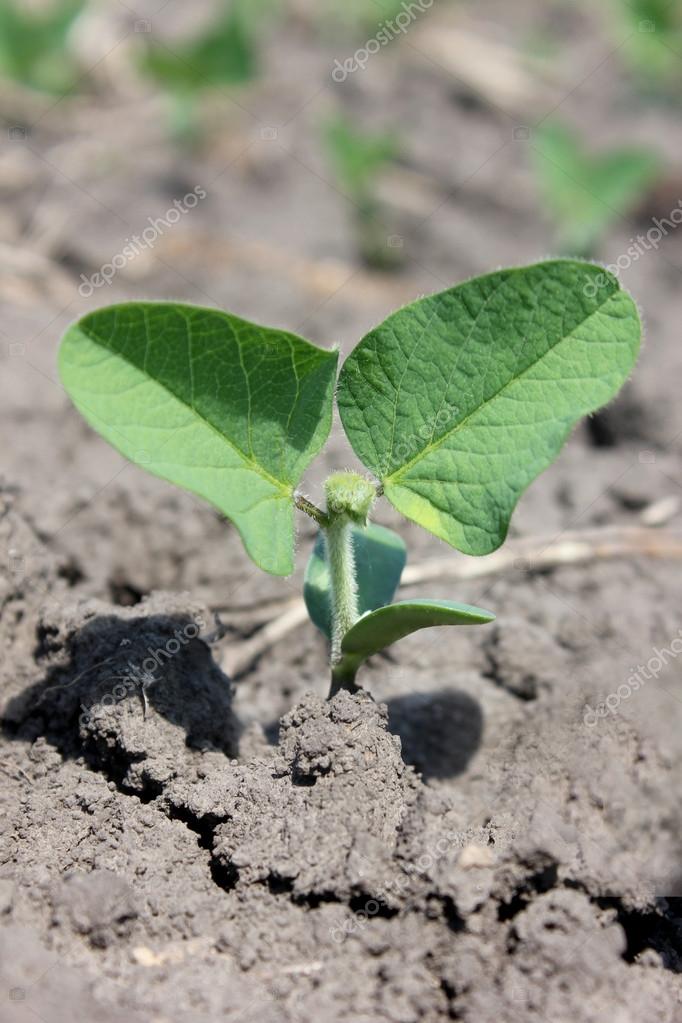 Soybeans leaves Stock Photo by ©nabokv 60923393