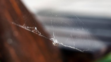 Evimin bahçesinde örümcek ağı örüyor.