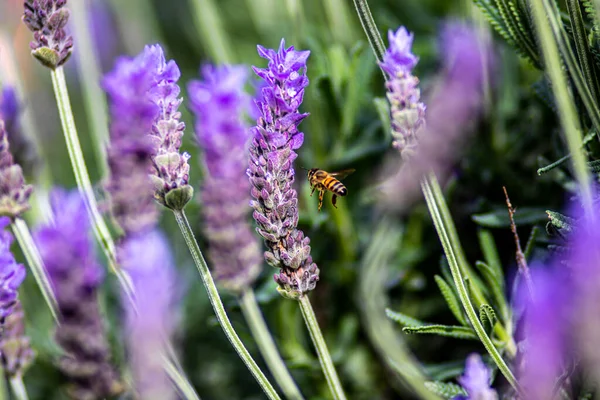 Bee Flies Purple Lavender Flower — Stock Photo, Image