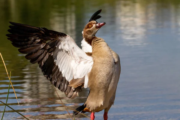 Egyptian Goose Shows His Wings — Stok fotoğraf