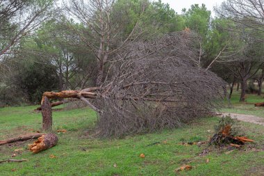Sonbaharda rüzgarın etkisiyle düşen bir ağacın manzarası.