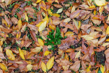 Sonbahar renklerinde, ortasında yeşil tomurcuklar olan düşen yapraklar grubu