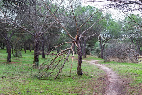 Paisaje Árbol Caído Por Fuerza Del Viento Otoño —  Fotos de Stock