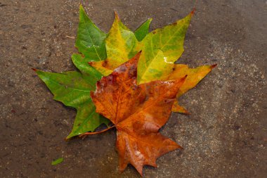Yağmurlu bir günde ağaçların yapraklarındaki sonbahar renkleri