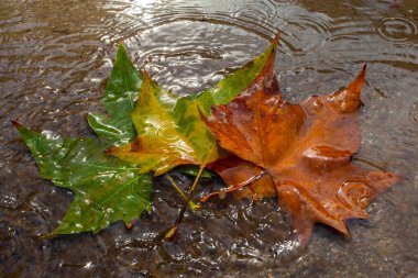 Yağmurlu bir günde ağaçların yapraklarındaki sonbahar renkleri