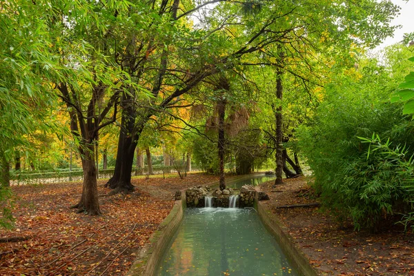Осень Цвета Деревьях Реках Лесах Парках — стоковое фото