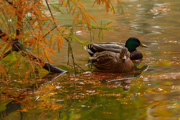 Vögel Entspannen Sich Seen Und Teichen Umgeben Von Viel Grün — Stockfoto
