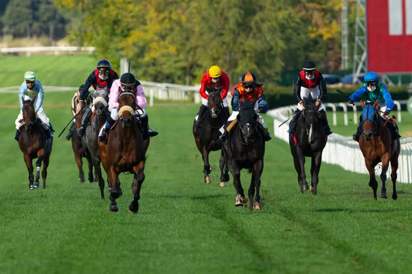 Madrid España Octubre 2020 Carreras Caballos Sobre Hierba Hipódromo Zarzuela —  Fotos de Stock