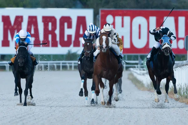 Madrid Spain October 2020 Land Horse Races Held Zarzuela Racecourse — Stock Photo, Image
