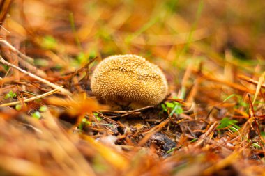 Sonbahar aylarında Sierra de Madrid ormanlarında yabani mantarlar