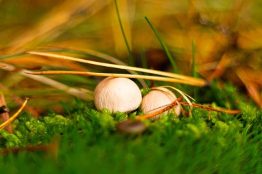 Sonbahar aylarında Sierra de Madrid ormanlarında yabani mantarlar