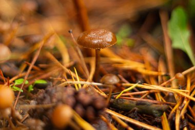Sonbahar aylarında Sierra de Madrid ormanlarında yabani mantarlar