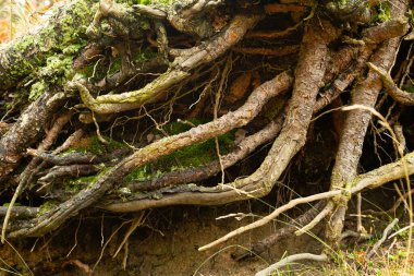 Dünyanın dışındaki bir ağacın kökleri