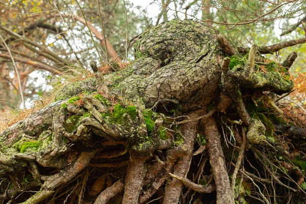 Коріння Дерева Межами Землі — стокове фото