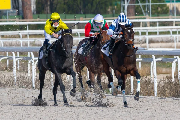 Madrid Spanien December 2020 Hästkapplöpning Hästtävling Tävlingshästar — Stockfoto
