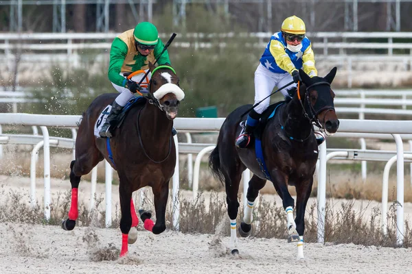 Madrid Spain December 2020 Horse Racing Equine Competition Racing Horses — Stock Photo, Image