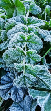 Donmuş yeşil yapraklar. Kışın buz.