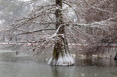 Madrid, İspanya... 9 Ocak 2021 Madrid 'deki Retiro Parkı' nın bahçeleri ve gezinti yerleri karla kaplı. Fırtına Filomena. Madrid 'de büyük kar yağışı