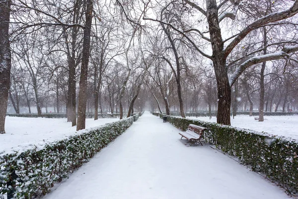 Madrid Spain January 2021 Gardens Promenades Retiro Park Madrid Covered — Stock Photo, Image